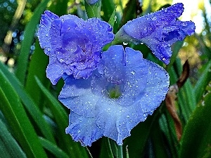 blue, gladiolus, Colourfull Flowers