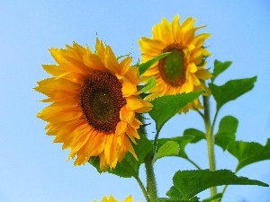 Blue, Sky, Nice sunflowers