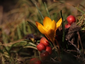 blueberries, Red, Fruits, Yellow, Spring, crocus