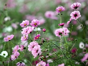 blur, Cosmos, Meadow, Pink