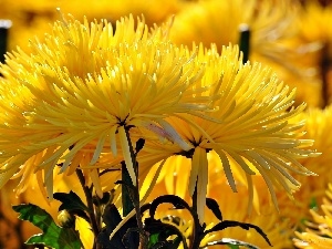 blur, Needle, Yellow, Chrysanthemums