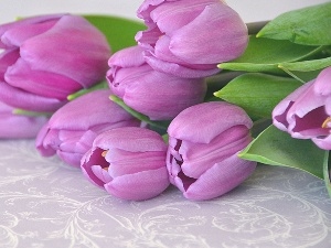 Tulips, bouquet, purple