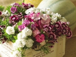 Box, flowers, color, bouquet