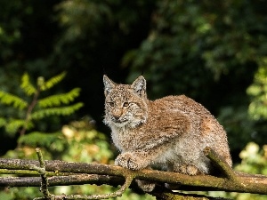 branch, Lynx