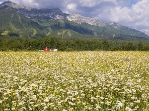 British Columbia, Mountains, Field, Daisies
