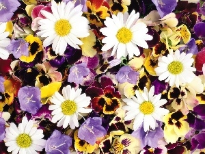 chamomile, Flowers, pansies, different, ##, color