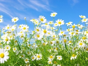 chamomile, Flowers, blue, Sky