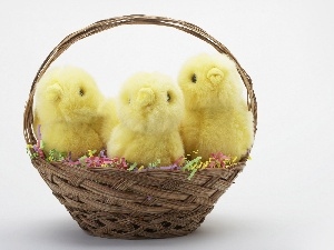 Chicks, basket