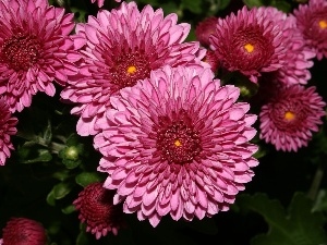 chrysanthemum, Pink
