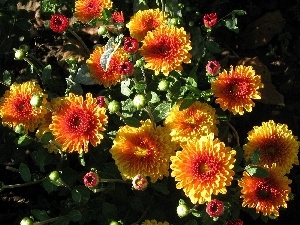Chrysanthemums, Flowers