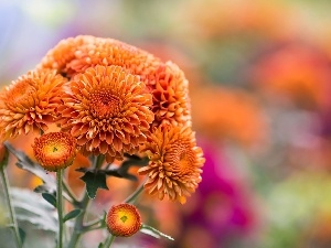 Chrysanthemums, Orange