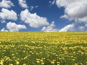 dandelions, clouds, Meadow