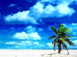 Palm, clouds, Beaches