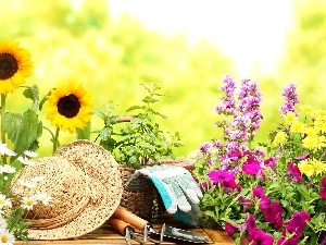 color, Hat, Nice sunflowers, Flowers, chamomile