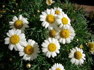 chamomile, Colourfull Flowers