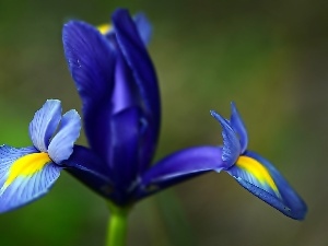 iris, Colourfull Flowers