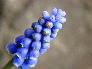 Colourfull Flowers, Muscari, spring