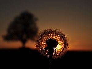 common, puffball, Great Sunsets, dandelion