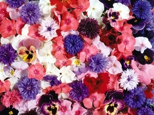 cornflowers, phlox, color, pansies, Flowers