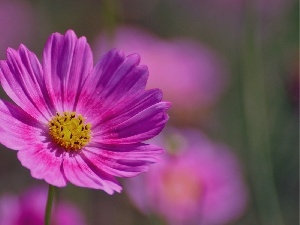 Pink, Cosmos, Flowers
