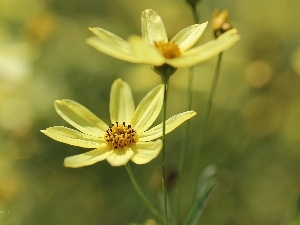 Cosmos, flakes, Yellow, Flowers