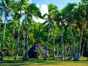 forest, Cottage, Palms