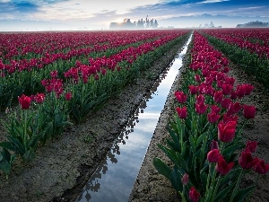 cultivation, Field, Red, Tulips