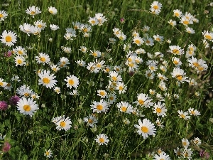 daisy, flowers, Meadow, trefoil, full
