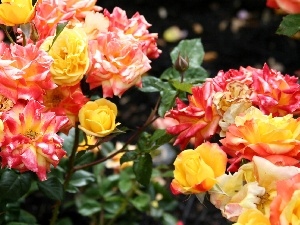 roses, Different colored