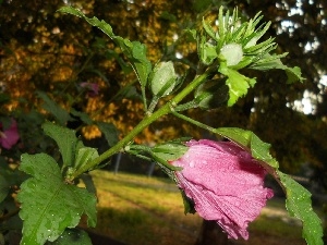 donuts, Hollyhocks, Pink, Colourfull Flowers