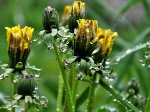 drops, rain, Common Dandelion