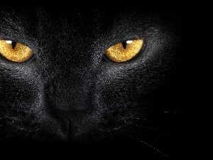 Eyes, Golden, Black, cat