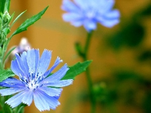 field, Colourfull Flowers, Blue, chicory