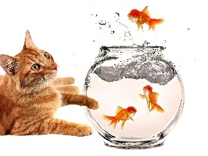 aquarium, fishes, kitten