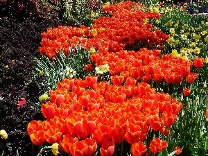 floral, carpet, Orange, Tulips