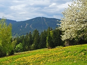 Spring, flourishing, Flowers, Mountains, trees, woods, Meadow
