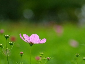 Flower, Cosmos, Pink