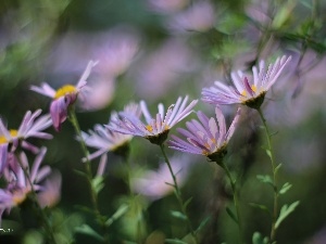 Astra, Flowers, purple