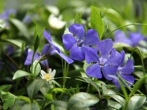 Blue, Flowers, myrtle
