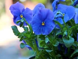 Blue, Flowers, pansies