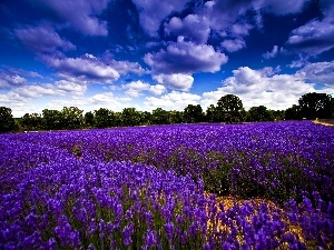 Flowers Narrow-leaved Lavender, clouds