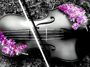 color, Flowers, violin
