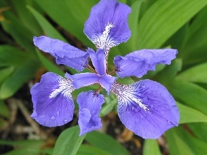 Colourfull Flowers, iris, blue