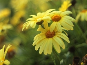 daisy, Flowers, Yellow