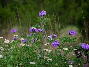 flowers, purple, Meadow, grass, camomiles