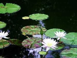 Flowers, Pond - car, Lily, water