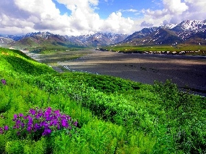 Meadow, Flowers, Mountains