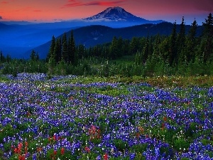 Lupine, Meadow, Mountains, woods