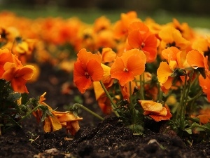 pansies, Flowers, Orange