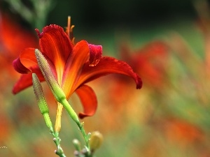 Red, Flowers, Daylilies